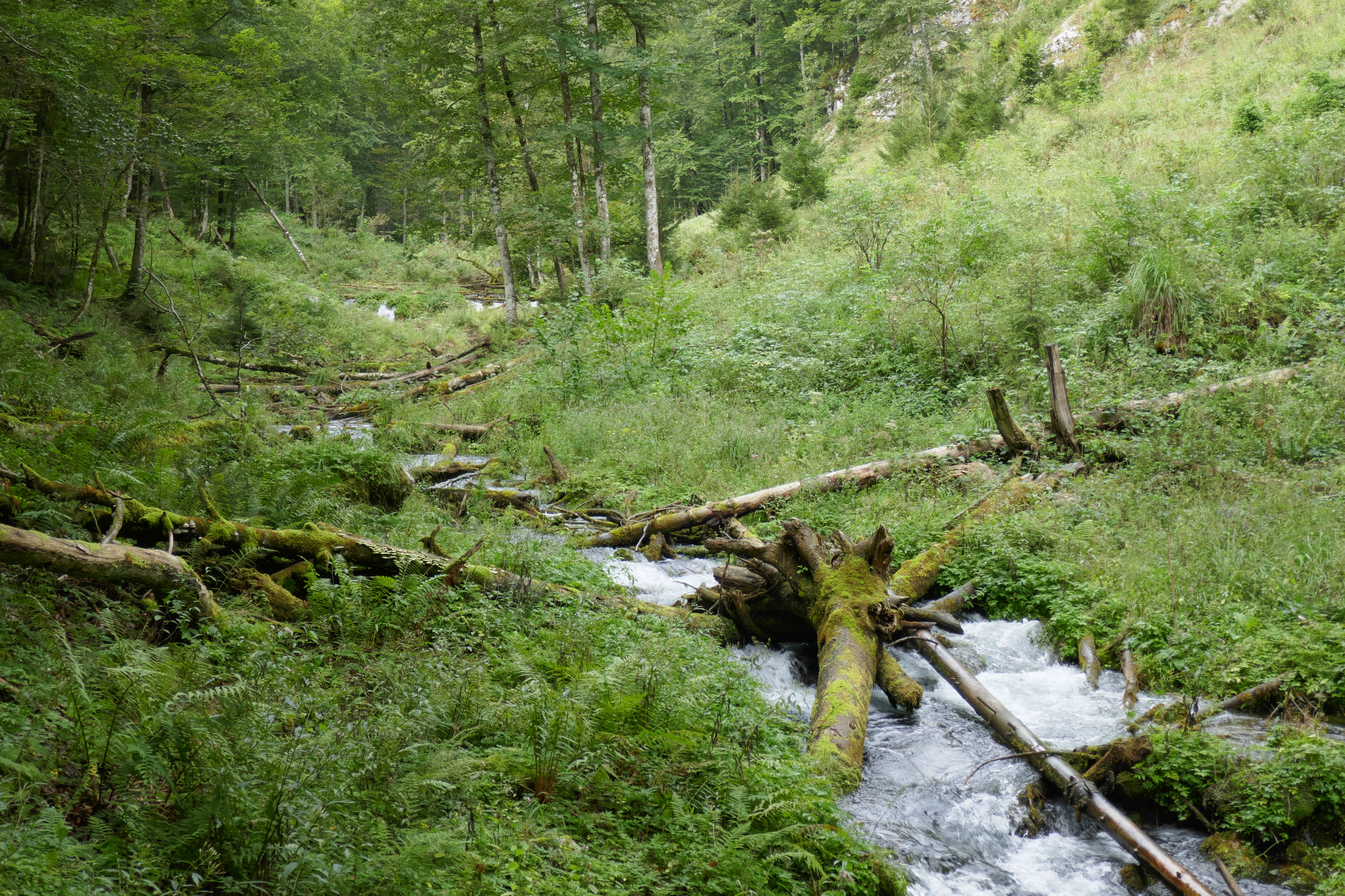 Bach im Wald